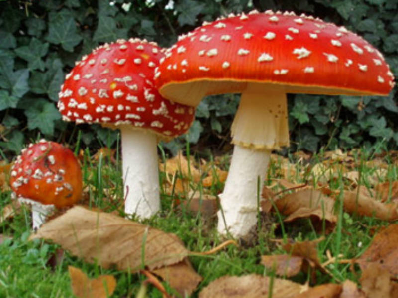 Intossicazione da funghi, come riconoscerla e agire