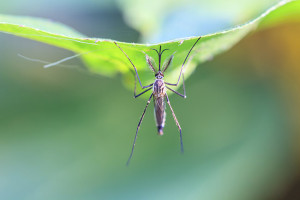 Febbre Dengue, dalla puntura di una zanzara