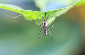 Febbre Dengue, dalla puntura di una zanzara