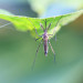 Febbre Dengue, dalla puntura di una zanzara