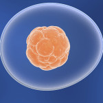 Cellule staminali embrionali