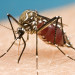 Trasmissione del virus Zika