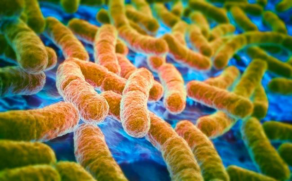 Superbatteri resistono agli antibiotici: cosa sta succedendo?