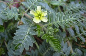 Tribulus terrestris