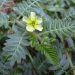 Tribulus terrestris