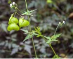 Cardiospermum halicacabum