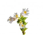 Euphrasia