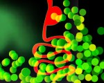 Microbiota intestinale