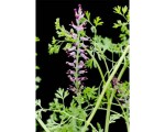 Fumaria Officinalis