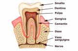 Struttura dentale