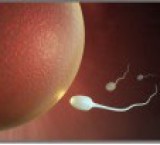 Infertilità maschile: infezioni batteriche la probabile causa
