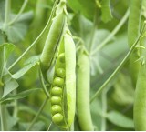 Pisello: il legume estivo semplice e salutare