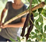 Carruba: perché riscoprire questo legume mediterraneo