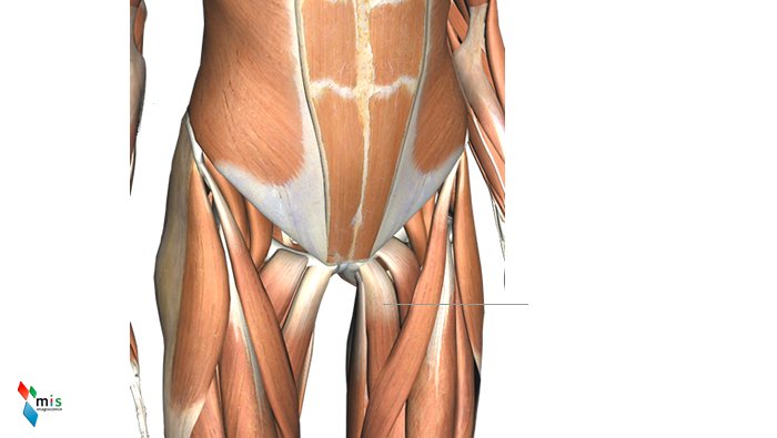 Muscolo Adduttore Breve - apparato muscolare