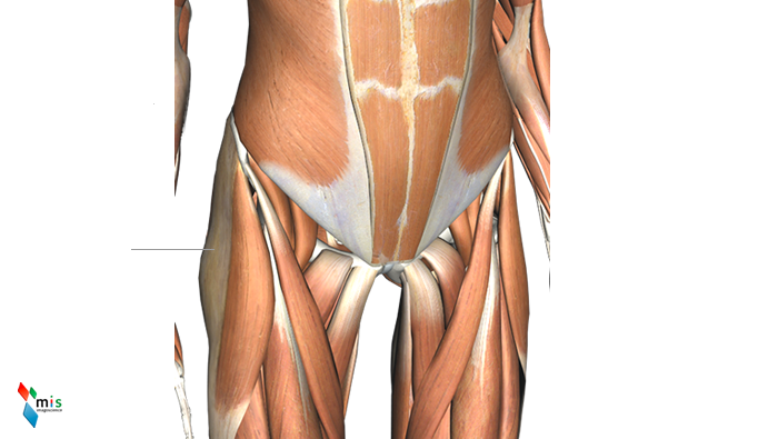 Muscolo Tensore della Fascia Lata - apparato muscolare