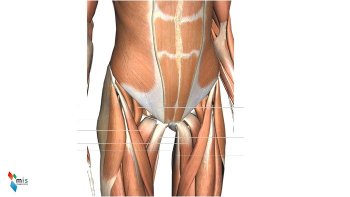 Muscolo Grande Psoas - apparato muscolare