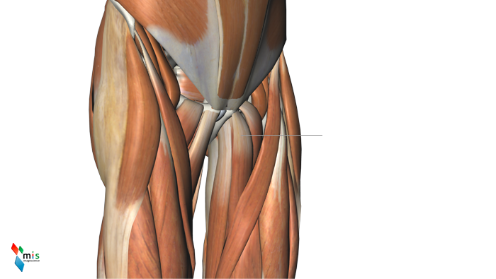Muscolo Adduttore Breve - apparato muscolare