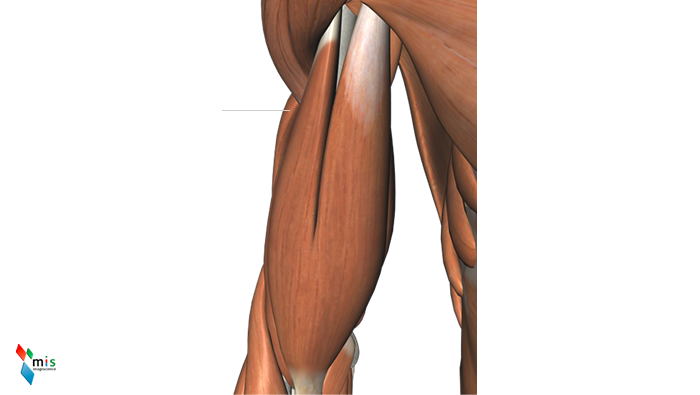 Muscolo Brachiale - apparato muscolare