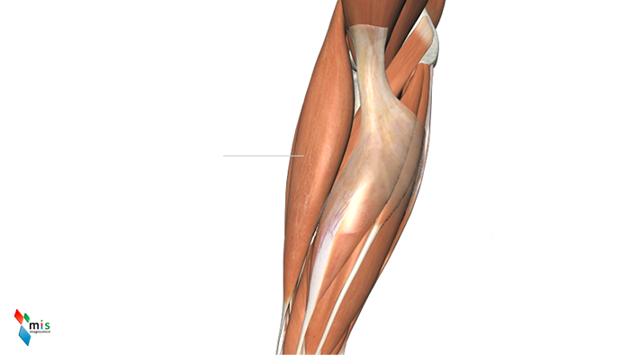 Muscolo Brachioradiale - apparato muscolare