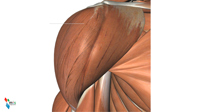 Muscolo Deltoide - apparato muscolare
