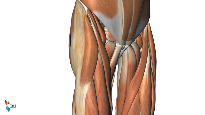 Muscolo Gracile - apparato muscolare
