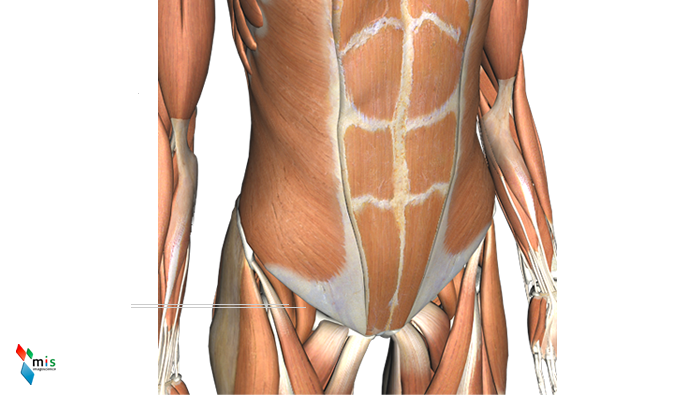 Muscolo Ileopsoas - apparato muscolare