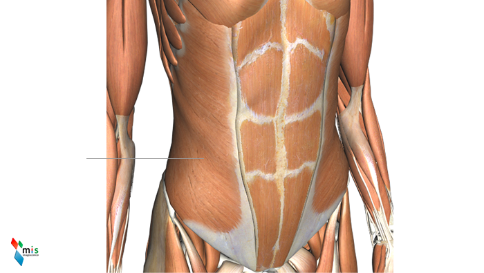 Muscolo Obliquo Esterno - apparato muscolare