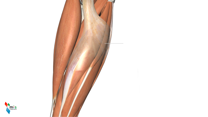 Muscolo Palmare Lungo - apparato muscolare
