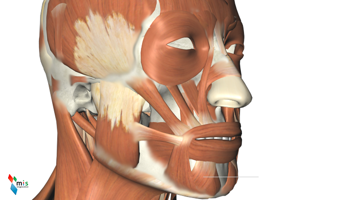 Muscolo Quadrato del Labbro Inferiore - apparato muscolare