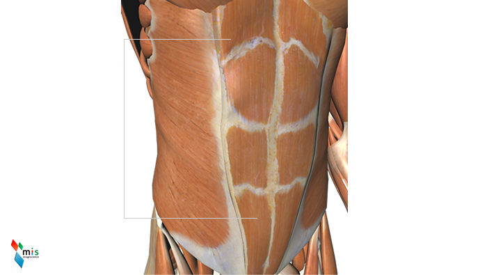 Muscolo Retto - apparato muscolare