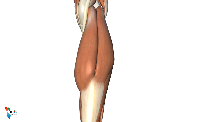Muscolo Soleo - apparato muscolare