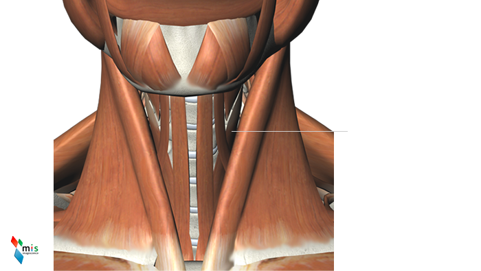 Muscolo Sternotiroideo - apparato muscolare