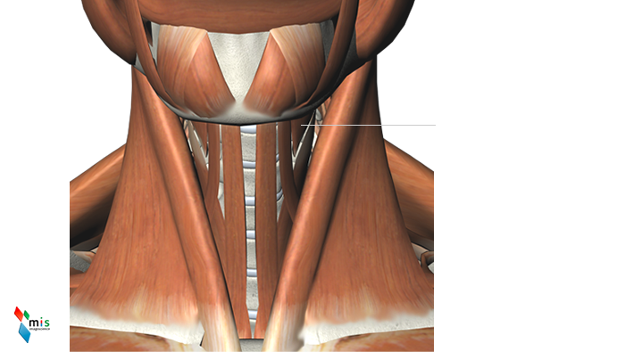 Muscolo Tiroioideo - apparato muscolare