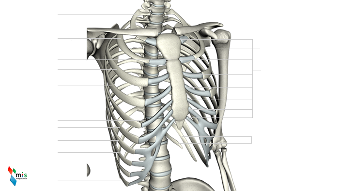 Coste o Costole - apparato scheletrico