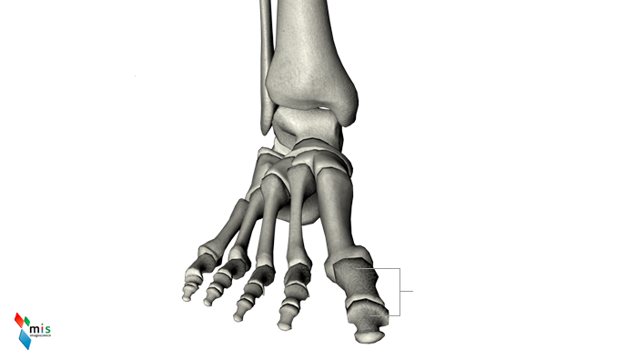 Falangi del Piede - apparato scheletrico