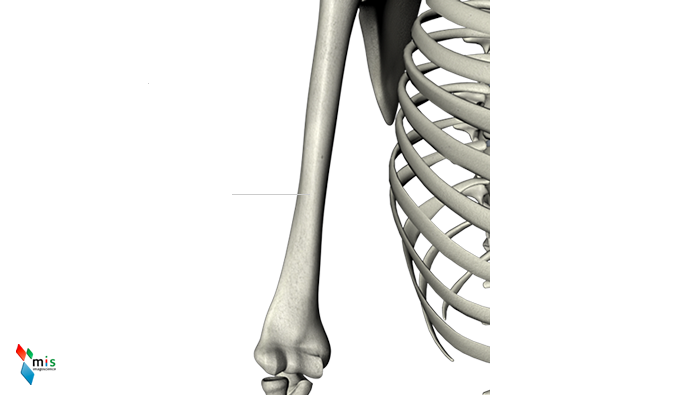 Omero - apparato scheletrico