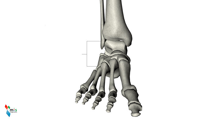Osso Scafoide Tarsale o Navicolare Tarsale - apparato scheletrico