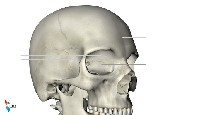 Osso Etmoide - apparato scheletrico