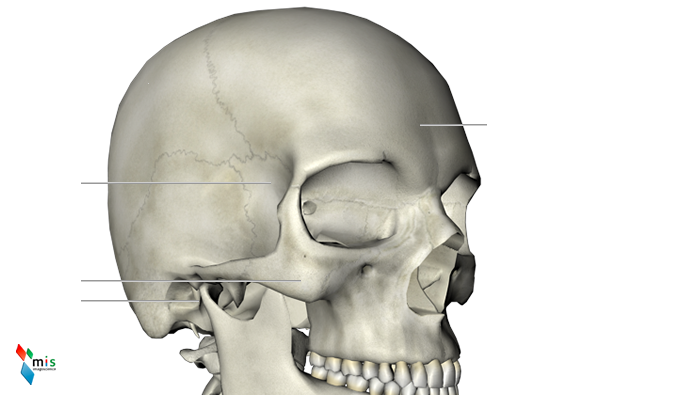 Osso Occipitale - apparato scheletrico