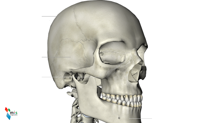 Osso Temporale - apparato scheletrico