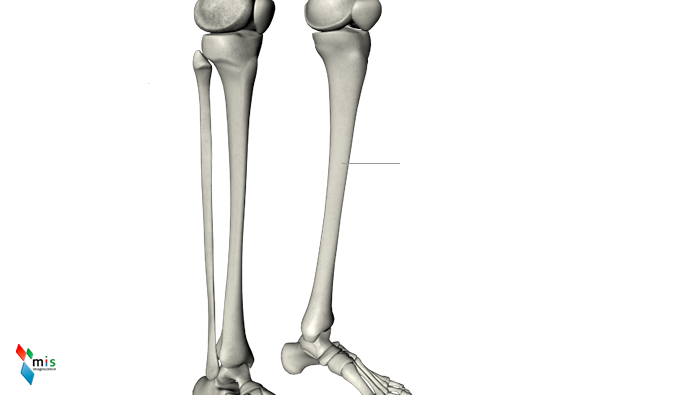 Tibia - apparato scheletrico