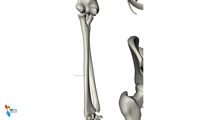Ulna - apparato scheletrico