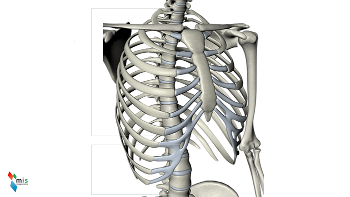 Vertebre Toraciche - apparato scheletrico