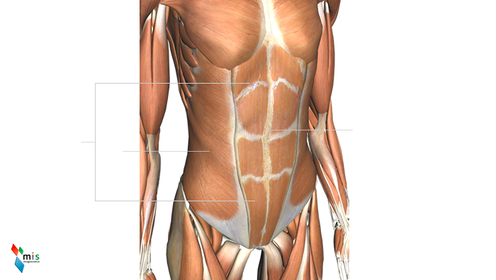 Muscoli dell’Addome - apparato muscolare