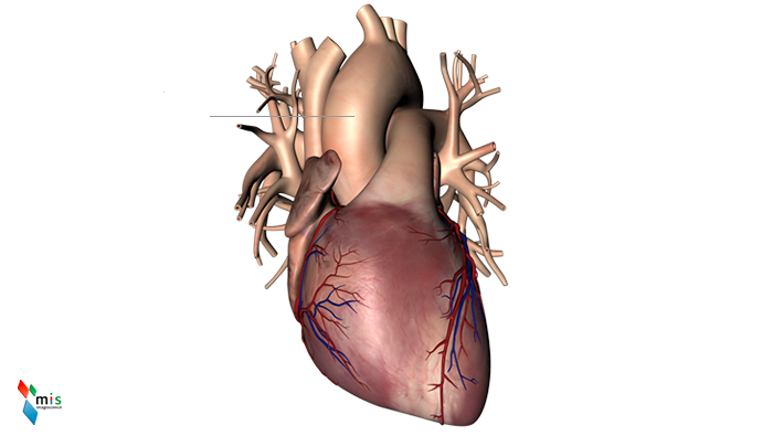 Aorta - apparato circolatorio