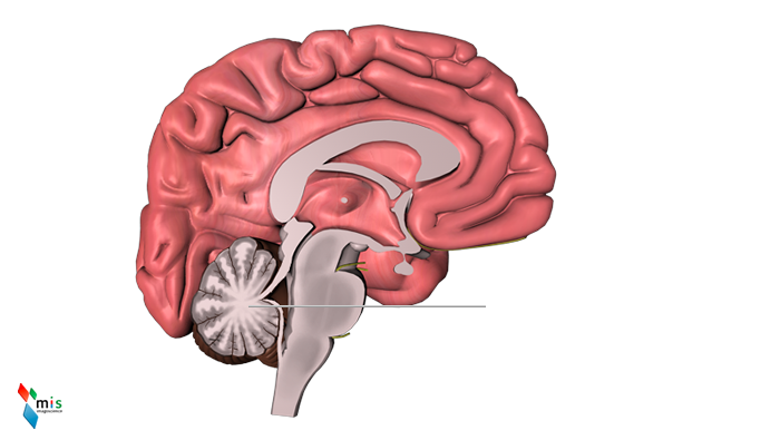 Cervelletto - organi