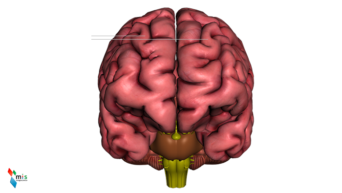 Emisferi Cerebrali o Telencefalo - organi