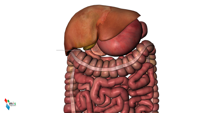 Pancreas - organi