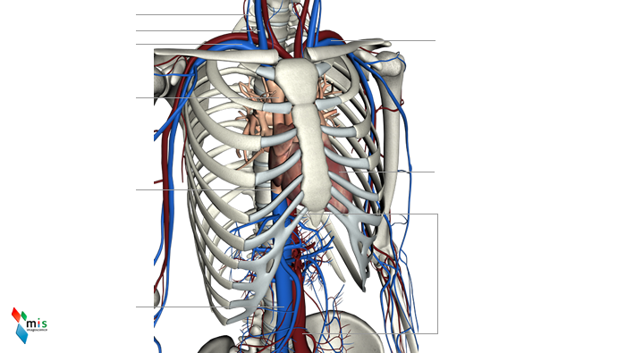 Vena Cava Superiore - apparato circolatorio