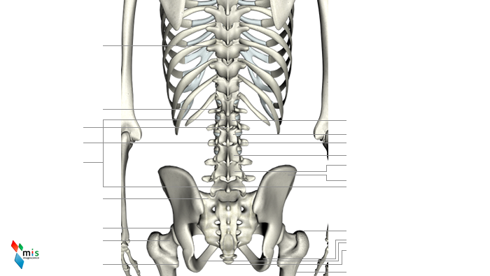 Vertebre Lombari - apparato scheletrico